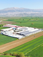 Maraş Usulü Damla Sakızlı Dondurma 500 Gr